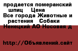 продается померанский шпиц  › Цена ­ 35 000 - Все города Животные и растения » Собаки   . Ненецкий АО,Носовая д.